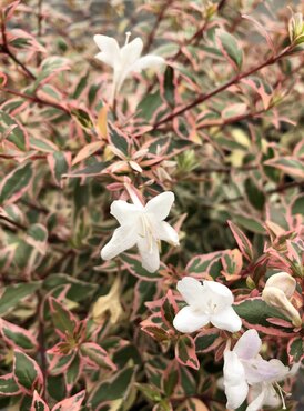 Abelia Tricolor Charm 2 Litre