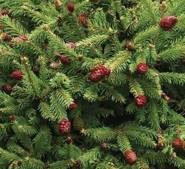 Abies Koreana 10 Litre