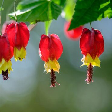 Abutilon megapotamicum 3 Litre