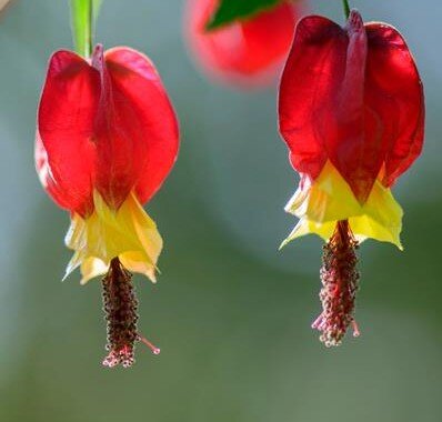 Abutilon Variegatum 3 Litre