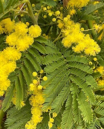 Acacia Dealbata Gaulois Astier 3 Litre