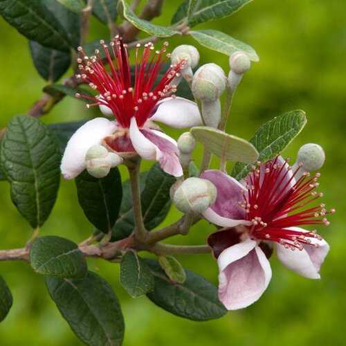 Acca Sellowiana (Feijoa) Bush Large 18 Litre