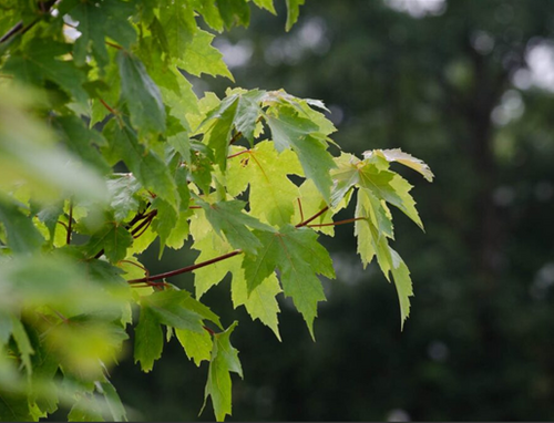 Acer Autumn Blaze 12 Litre