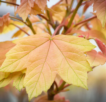 Acer Brilliantissimum 12 Litre