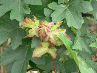 Acer campestre 12 Litre