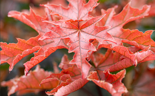 Acer Crimson Sentry 12 Litre