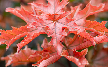 Acer Crimson Sentry 12 Litre