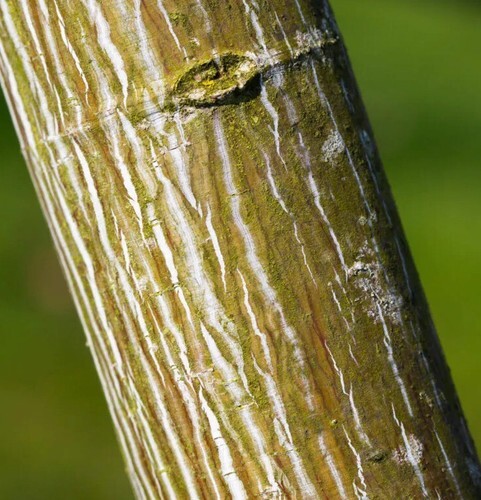 Acer davidii Viper 10 Litre - image 1