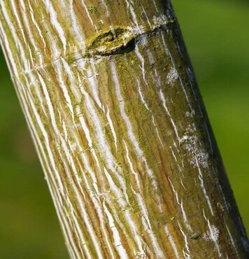 Acer davidii Viper 10 Litre - image 1