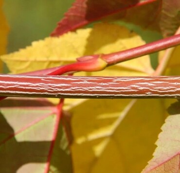 Acer davidii Viper 10 Litre - image 2