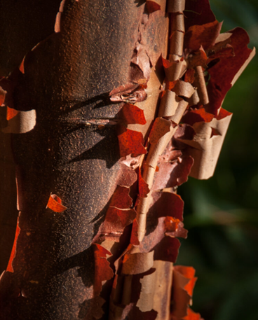 Acer griseum 12 Litre