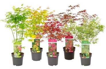 Acer Mixed 3 Litre