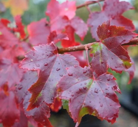 Acer October Glory 12 Litre