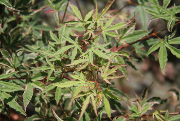 Acer Palmatum Beni-shishihenge 30 Litre