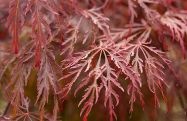 Acer palmatum Dissectum Garnet 6 Litre