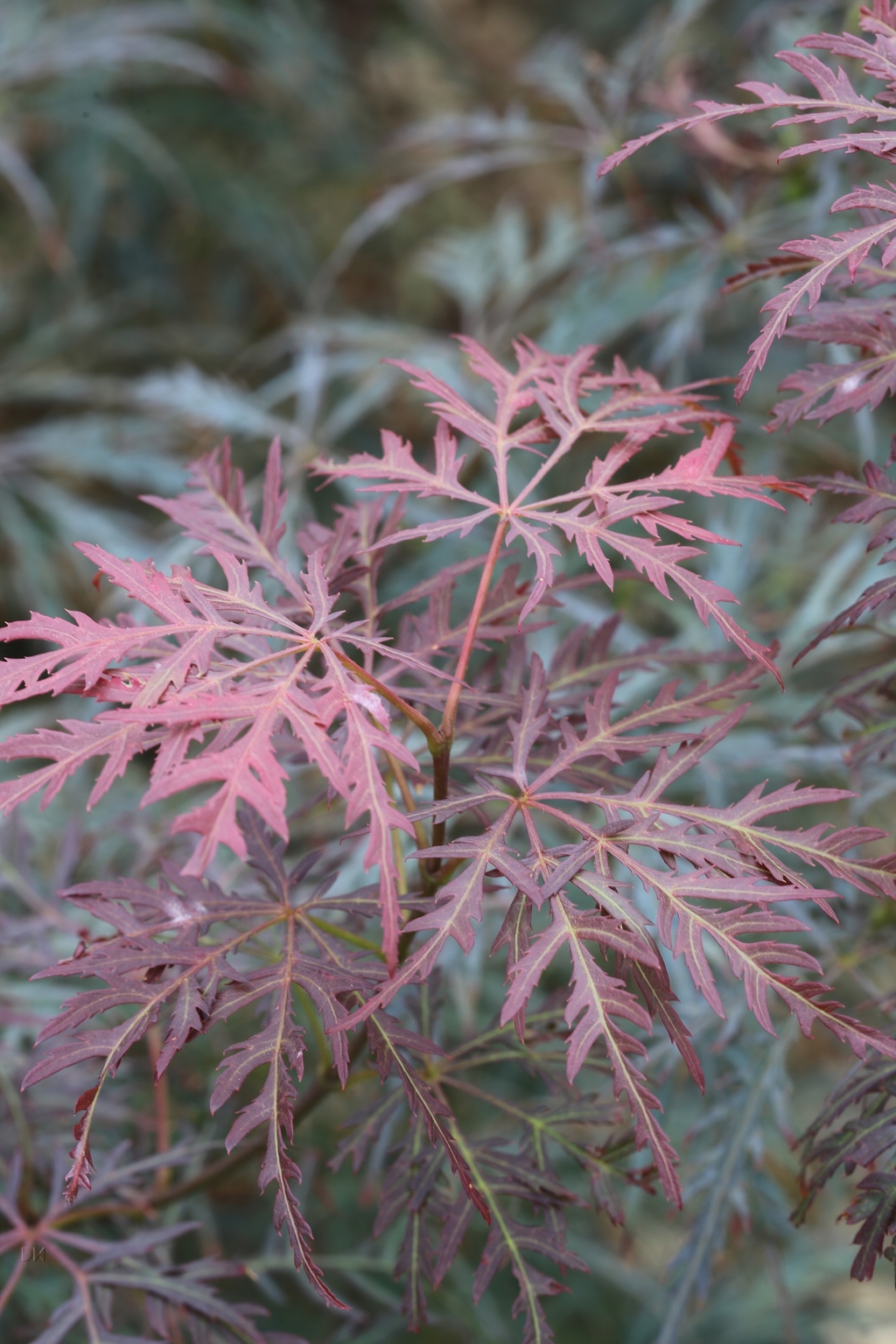 Acer Palmatum Dissectum Inaba Shidare 35 Litre Stewarts Garden Centre