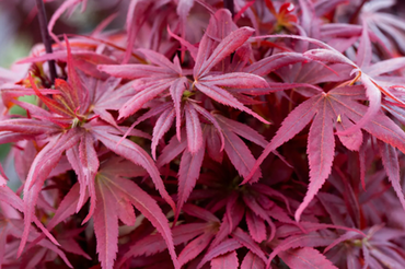 Acer palmatum Shaina 80cm Stem 16.5 Litre