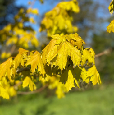 Acer Princeton Gold 12 Litre