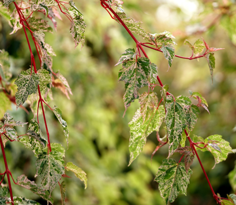 Acer Red Flamingo 12 Litre