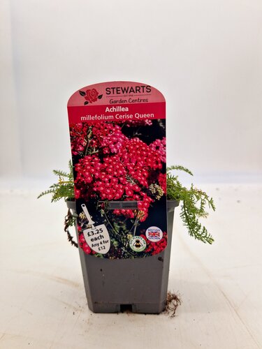 Achillea Cerise Queen 9cm