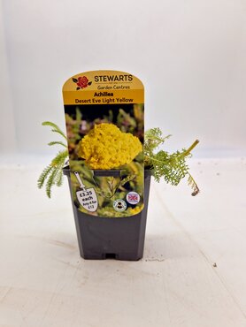 Achillea Desert Eve Light Yellow 9cm