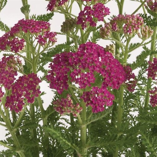 Achillea Milly Rock Rose 2 Litre