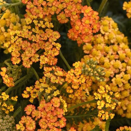 Achillea Milly Rock Yellow Terracotta 2 Litre