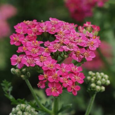 Achillea New Vintage Rose 3 Litre