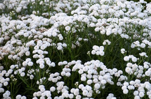 Achillea Peter Cottontail 3 litre