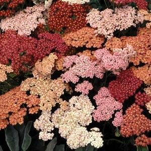 Achillea Summer Berries Mixed 2 Litre