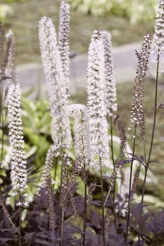 Actaea Queen Of Sheba 3 Litre