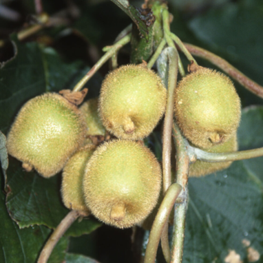 Actinidia Deliciosa Jenny 3 Litre