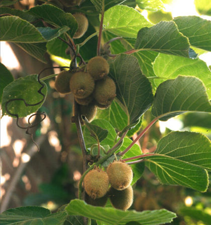 Actinidia deliciosa Solo 3 Litre