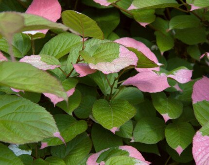 Actinidia Kolomikta 3 Litre