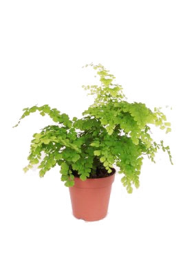 Adiantum Fragrans (13cm pot) - Stewarts Garden Centre