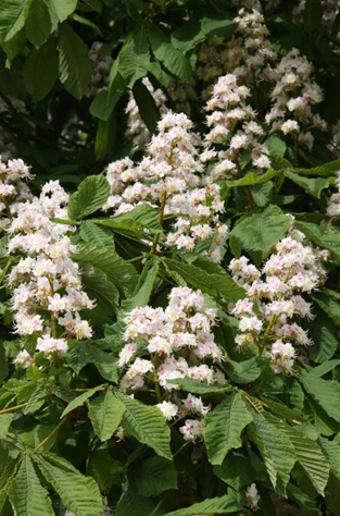 Aesculus Monstrosa 3.4 Litre