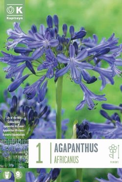 Agapanthus Africanus