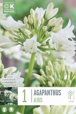 Agapanthus Africanus Albus