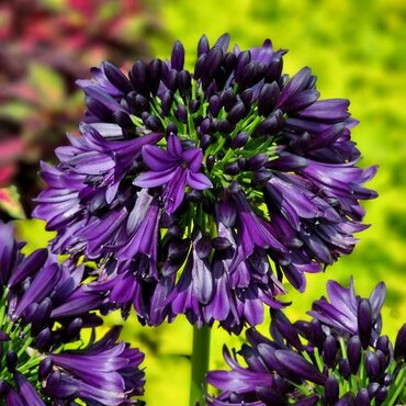 Agapanthus Blackjack 2 Litre