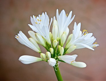 Agapanthus Bridal Bouquet 3 Litre