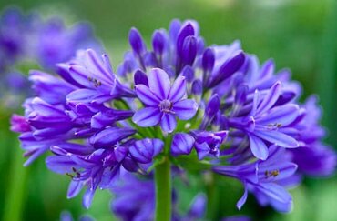 Agapanthus Brilliant Blue 7 Litre