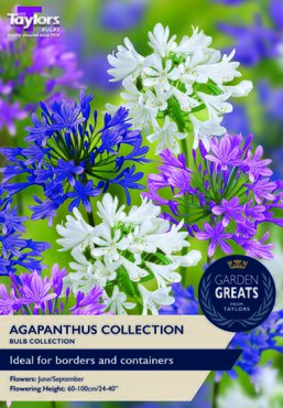 Agapanthus Collection