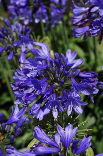 Agapanthus Ever Sapphire 2 Litre