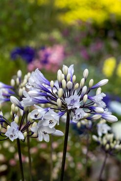 Agapanthus Ever Sparkle 3 Litre