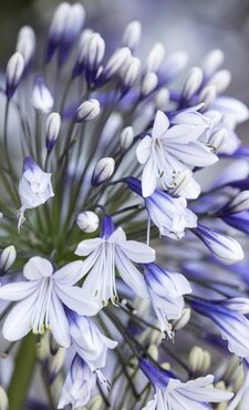 Agapanthus Fireworks 2 Litre