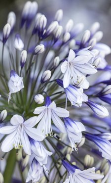 Agapanthus Fireworks 3 Litre