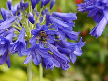 Agapanthus Flower Of Love 2 Litre