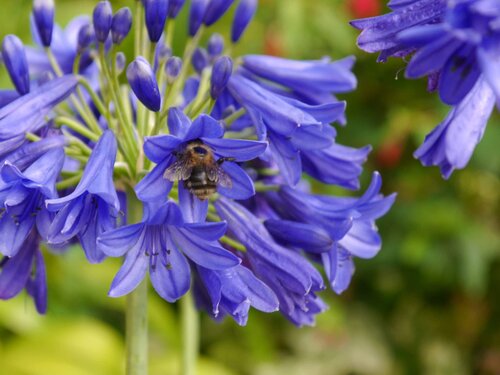 Agapanthus Flower Of Love 7 Litre