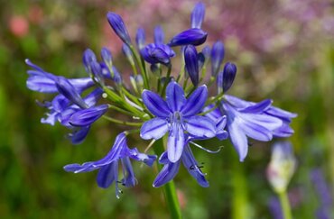 Agapanthus Lapis Lazuli 2 Litre