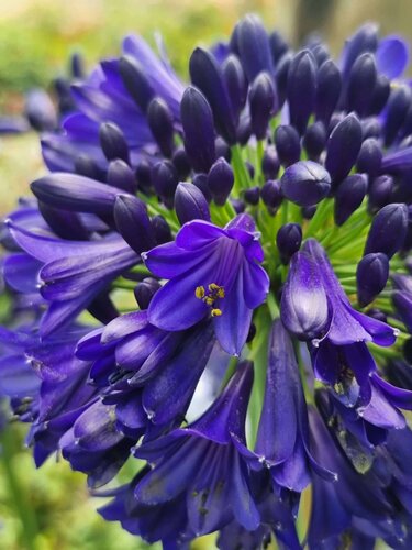 Agapanthus Midnight Sky 3 Litre